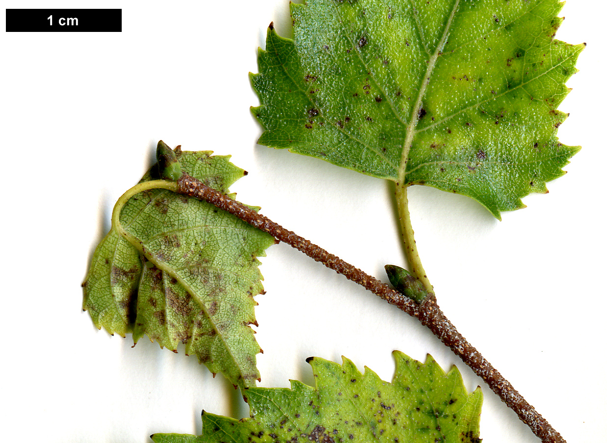 High resolution image: Family: Betulaceae - Genus: Betula - Taxon: pendula - SpeciesSub: subsp. pendula